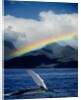 Rainbow over Breaching Humpback Whale by Anonymous