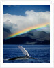 Rainbow over Breaching Humpback Whale by Anonymous