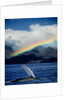 Rainbow over Breaching Humpback Whale by Anonymous