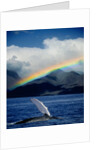 Rainbow over Breaching Humpback Whale by Anonymous