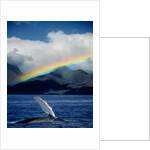 Rainbow over Breaching Humpback Whale by Anonymous