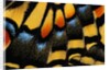 Close-Up of Anise Swallowtail's Wing by Anonymous