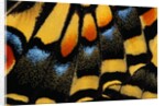 Close-Up of Anise Swallowtail's Wing by Anonymous