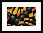 Close-Up of Anise Swallowtail's Wing by Anonymous