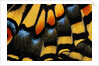 Close-Up of Anise Swallowtail's Wing by Anonymous