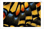 Close-Up of Anise Swallowtail's Wing by Anonymous