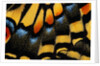 Close-Up of Anise Swallowtail's Wing by Anonymous