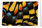 Close-Up of Anise Swallowtail's Wing by Anonymous