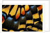 Close-Up of Anise Swallowtail's Wing by Anonymous