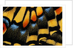 Close-Up of Anise Swallowtail's Wing by Anonymous