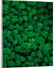 Clovers by Anonymous