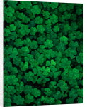 Clovers by Anonymous