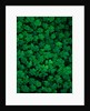 Clovers by Anonymous
