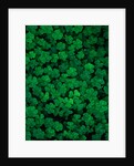 Clovers by Anonymous