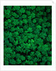 Clovers by Anonymous