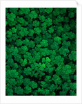 Clovers by Anonymous