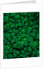 Clovers by Anonymous