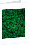 Clovers by Anonymous