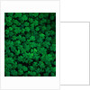 Clovers by Anonymous