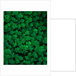 Clovers by Anonymous