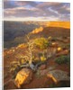 Rocks and Shrubs at the Grand Canyon by Anonymous