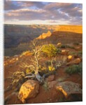 Rocks and Shrubs at the Grand Canyon by Anonymous