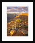 Rocks and Shrubs at the Grand Canyon by Anonymous