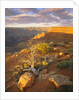 Rocks and Shrubs at the Grand Canyon by Anonymous