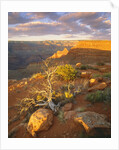 Rocks and Shrubs at the Grand Canyon by Anonymous