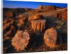 Petrified Forest by Anonymous