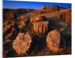 Petrified Forest by Anonymous