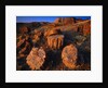 Petrified Forest by Anonymous