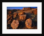 Petrified Forest by Anonymous