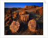 Petrified Forest by Anonymous