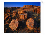 Petrified Forest by Anonymous