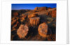 Petrified Forest by Anonymous
