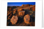 Petrified Forest by Anonymous