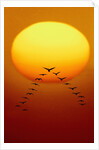 Geese Migrating by Anonymous