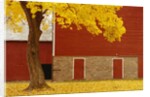 Autumn Tree by Red Barn by Anonymous