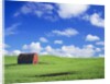Old Barn Amidst Pea Field by Anonymous