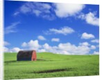 Old Barn Amidst Pea Field by Anonymous