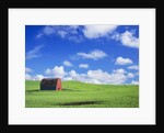 Old Barn Amidst Pea Field by Anonymous