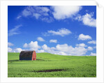 Old Barn Amidst Pea Field by Anonymous