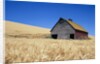 Wheat Crop Growing in Field By Barn by Anonymous