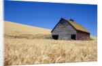 Wheat Crop Growing in Field By Barn by Anonymous