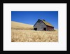 Wheat Crop Growing in Field By Barn by Anonymous