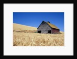 Wheat Crop Growing in Field By Barn by Anonymous