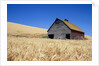 Wheat Crop Growing in Field By Barn by Anonymous
