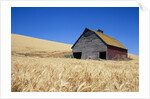 Wheat Crop Growing in Field By Barn by Anonymous