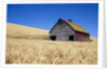 Wheat Crop Growing in Field By Barn by Anonymous